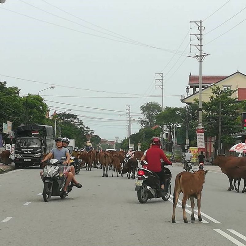 Trách Nhiệm Của Chủ Vật Nuôi Khi Thả Rông Trâu Bò Gây Tai Nạn Giao Thông