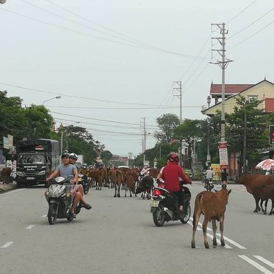 Trách Nhiệm Của Chủ Vật Nuôi Khi Thả Rông Trâu Bò Gây Tai Nạn Giao Thông